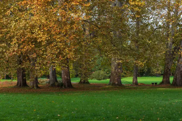 A group of large linden trees. Under the trees is a bench and fallen leaves