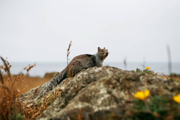 California Ground Squirrel on Beach Coast California Ground Squirrel on Beach Coast Mendocino Northern California Coast california ground squirrel otospermophilus beecheyi stock pictures, royalty-free photos & images