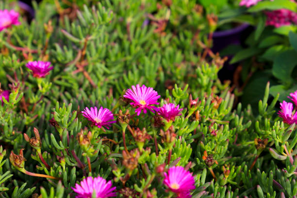 delosperma cooperi plants in the garden - poppy purple flower close up imagens e fotografias de stock