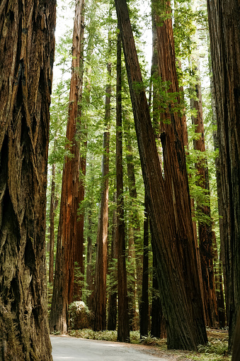 Northern California Redwoods Coast Travel