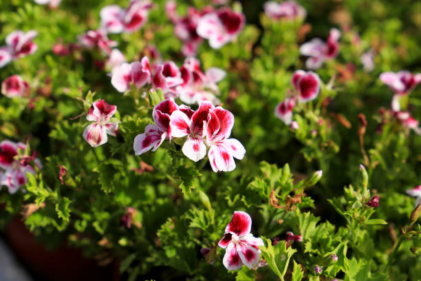 istock Scented Geranium Pelargonium Crispum plants 1412042098
