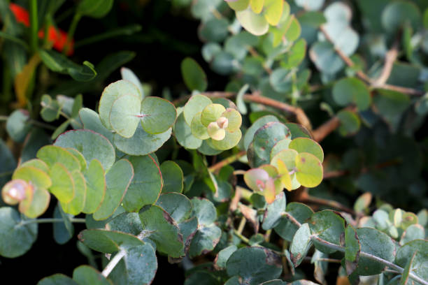 istock Eucalyptus Gunnii plants in the garden 1412042219