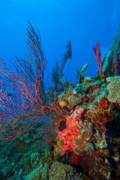 istock Caribbean coral garden 1412043250