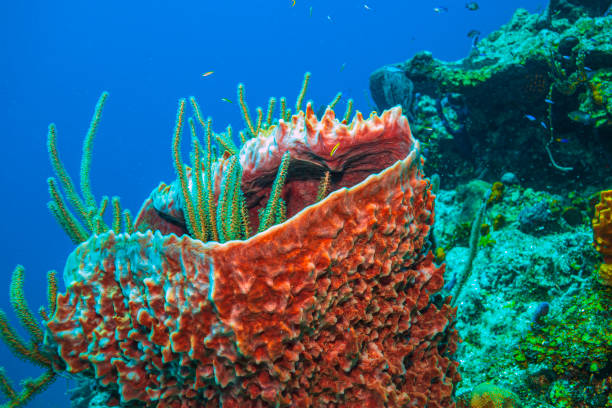 istock Caribbean coral garden 1412043449