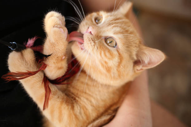 istock Little ginger kitten playing with feather toy on hands of his master. 1412043592