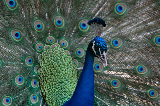 istock Close up Beautiful Male Indian Peacock 1412043682