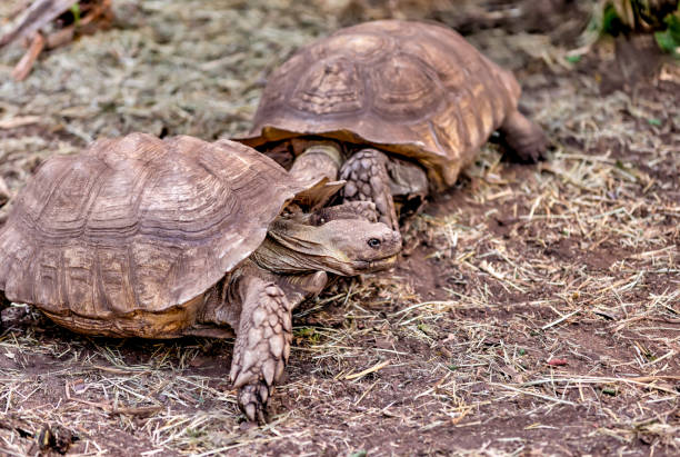 istock Tortoises interacting on a farm in Alberta 1412043893