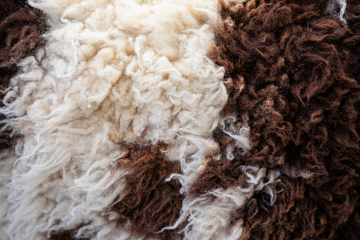 Close up of a white and brown sheep hide.