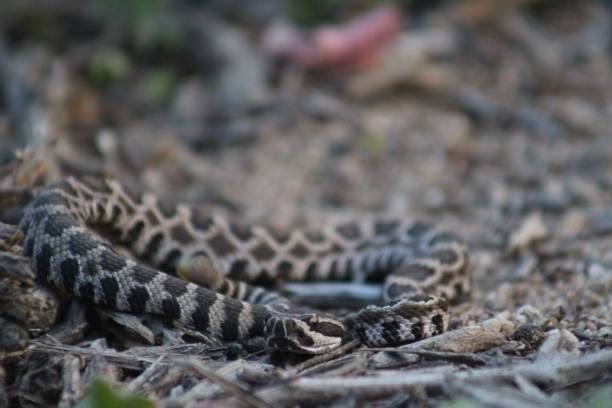 istock Southern Pacific rattlesnake 1412044828
