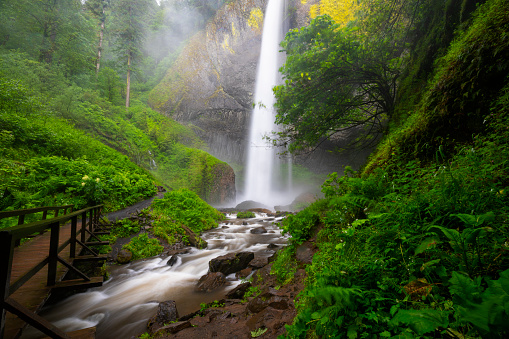 Heavy water flow over Latourell Falls during a very wet 2022 spring season in the Columbia River Gorge, Oregon.