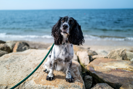 Assorted pictures of a field bred English Cocker Spaniel at the beach overlooking Nantucket Sound on Cape Cod in MA.  Playful, sporting dog that enjoys the outdoors.