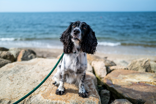 Assorted pictures of a field bred English Cocker Spaniel at the beach overlooking Nantucket Sound on Cape Cod in MA.  Playful, sporting dog that enjoys the outdoors.