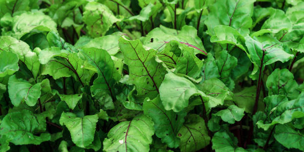 istock Organic green red young beetroot leaves growing on garden bed. 1412046151
