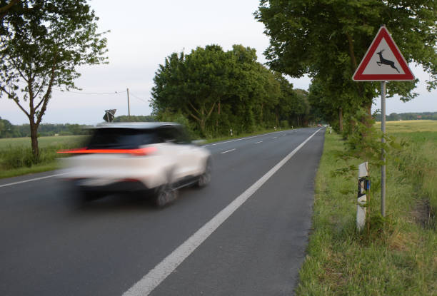 istock Animal warning sign and white car passing by in speed 1412047030