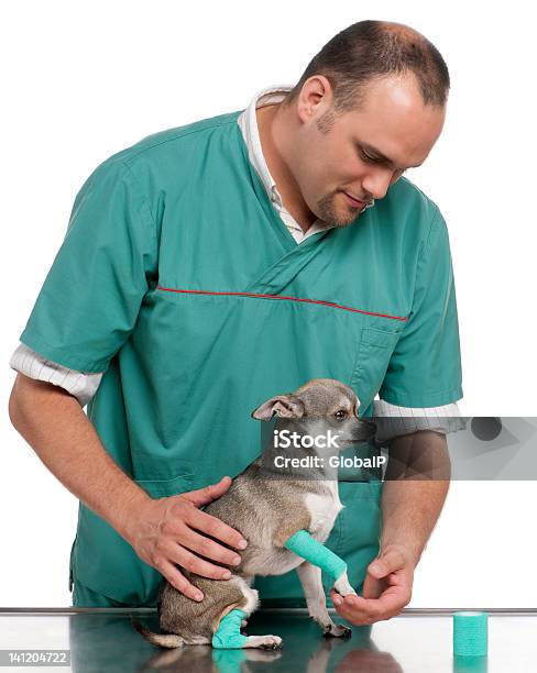 Tierarzt Untersuchen Ein Chihuahua Pfote Vor Weißem Hintergrund Stockfoto und mehr Bilder von Bandage