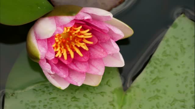 4K Time lapse recording of water lily / Hardy Nymphaea Escarboucle. Bavaria, Germany