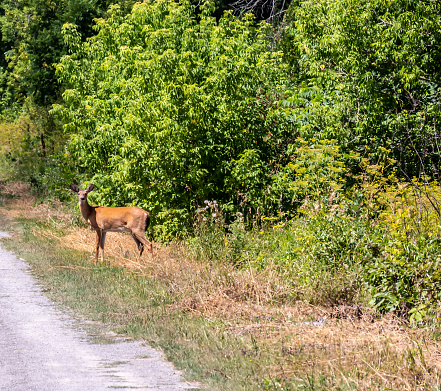 Scenic view of a wild deer standing on the side of an old gravel road.