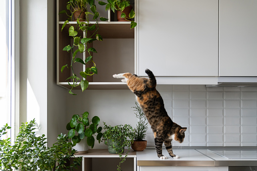 Naughty cat takes advantage of permissiveness of housekeeper climbing on modern furniture in kitchen at home. Domestic pet friend in flight jumping from shelf of wall cabinet landing on countertop