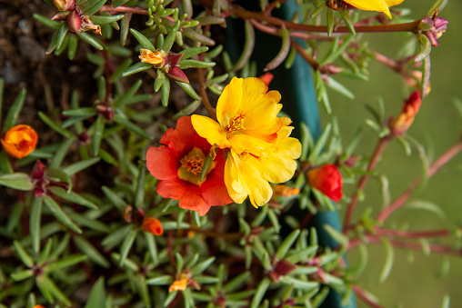 little golden flowers of plant, southern california