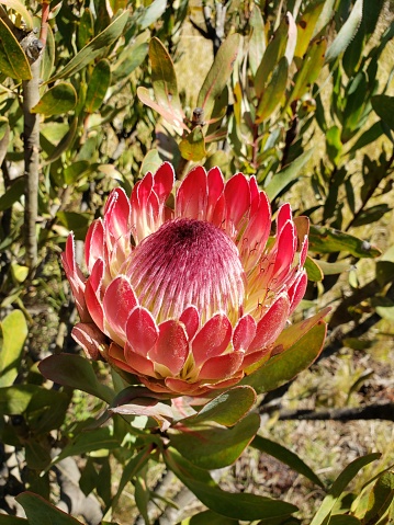Looking down at the open blossom of a pink Protea flower growing outdoors on a bush in the agriculture field.