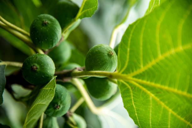 Figs On The Branch Of A Fig Tree