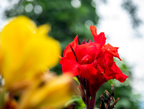 Image of beautiful red Impatiens flowers in the garden.