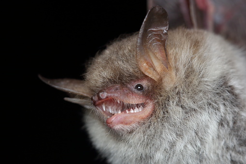 Natterer's bat (Myotis nattereri) head detail in natural habitat