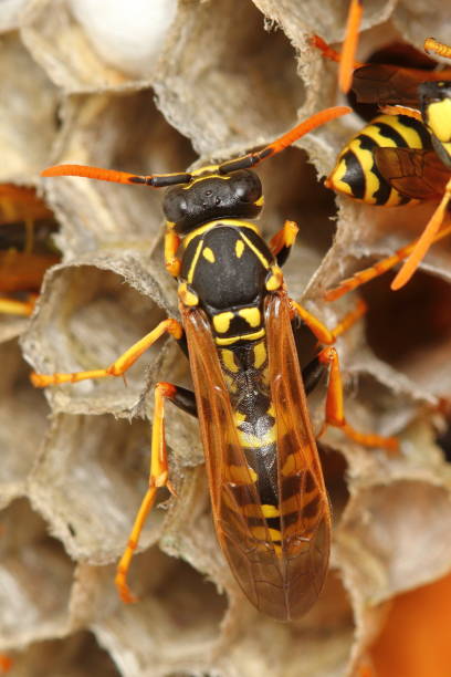 istock The European paper wasp (Polistes dominula) on comb nest 1412050541