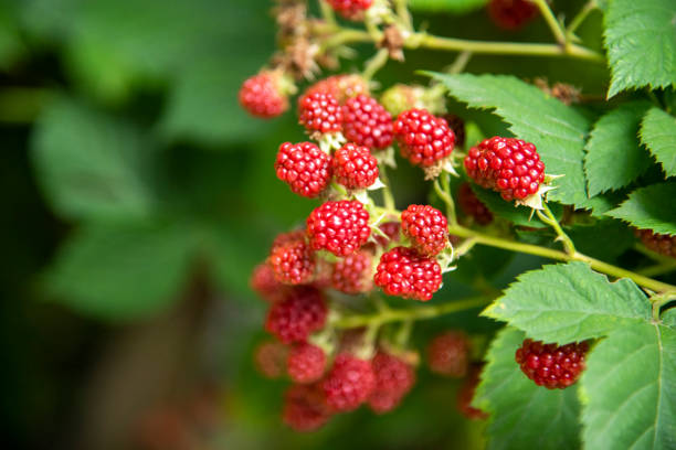istock fresh red ripe blackberries group of berries 1412051752