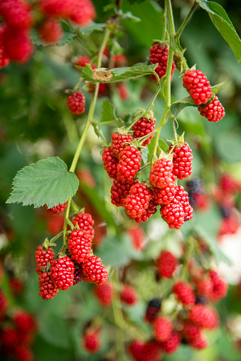 Red sweet berry growing on raspberry or Rubus idaeus bush in fruit garden. Farm product grown without fertilizer for background