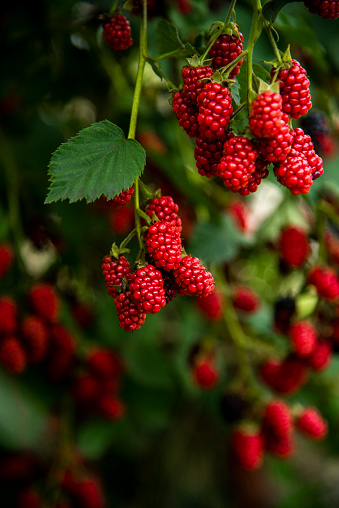 fresh red ripe blackberries group of berries ripening on plant bush garden farm