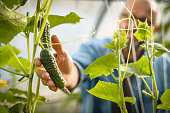 mature adult farmer harvesting cucumbers in a greenhouse