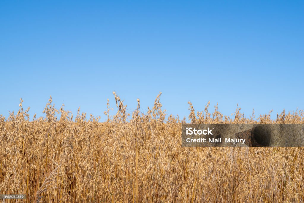 A field of oats, ready to harvest A field of oats, ready to harvest, on a bright summer's day.  County Down, Northern Ireland. Crop - Plant Stock Photo