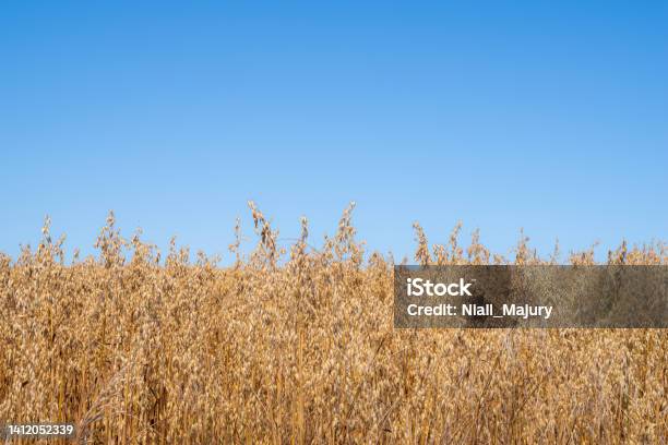 A Field Of Oats Ready To Harvest Stock Photo - Download Image Now - Crop - Plant, Agriculture, County Down