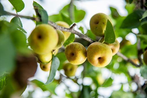 Ripe pears hanging on a tree branch