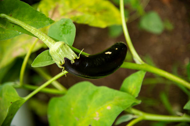 istock Fresh purple eggplant, eggplant garden 1412053643