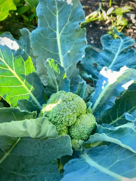 Photo of Broccoli floret in the garden