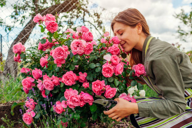 Woman smelling Leonardo da Vinci rose pink flowers in summer garden. Gardener holding pruner to cut stems. stock photo