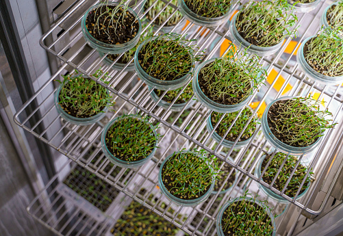 Plant seedlings growing in laboratory