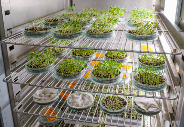istock Plant seedlings growing in laboratory 1412055937