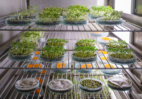 Plant seedlings growing in laboratory