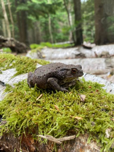 un crapaud commun, bufo bufo dans une forêt britannique - common toad photos et images de collection