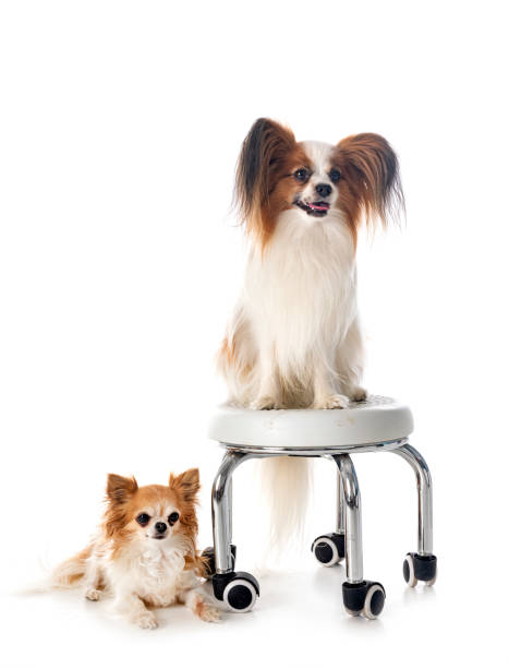 istock papillon dog and chihuahua in studio 1412056167