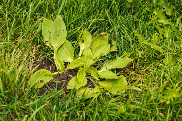 plantago lanceolata. famiglia plantaginaceae. pianta da fiore di piantaggine con foglia verde. - plantain major herb greater foto e immagini stock