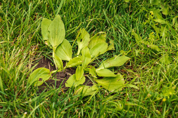 플란타고 란솔라타. 가족 plantaginaceae. 녹색 잎을 가진 질경이 꽃 피는 식물. - plantain major herb greater 뉴스 사진 이미지