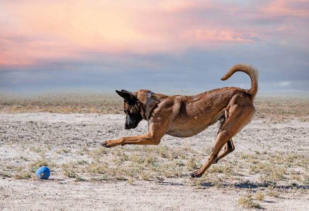 addestramento del pastore belga - belgian shepherd foto e immagini stock