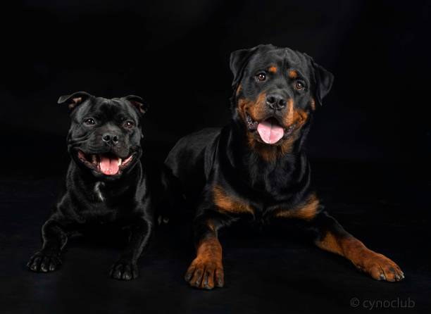 istock staffordshire bull terrier and rottweiler 1412057741