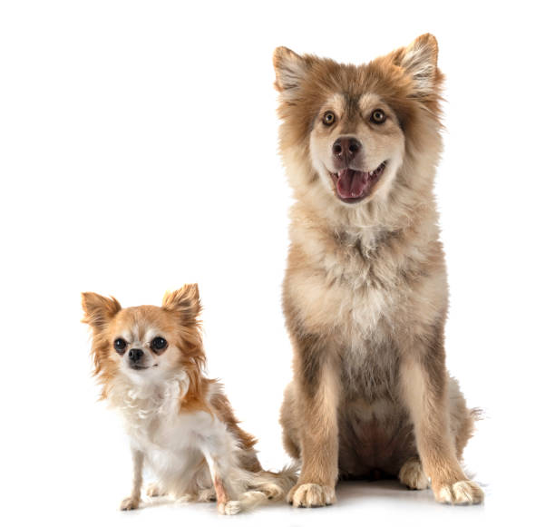 istock Finnish Lapphund and chihuahua 1412058117