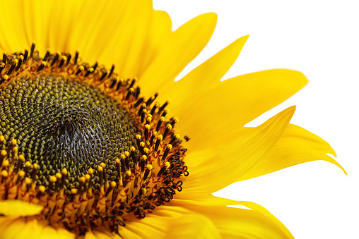 macro photo of a sunflower on a white isolated background