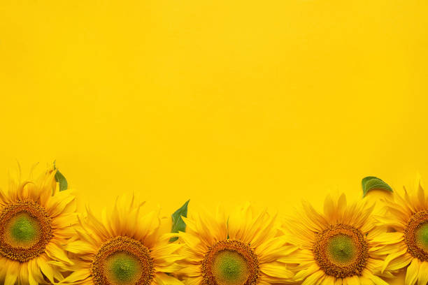 istock sunflower flowers on yellow background 1412061024
